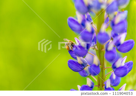 Bees working with bright lupines ~ Spring flower garden ~ 111904053