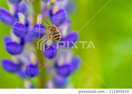 Bees working with bright lupines ~ Spring flower garden ~ Bees working with bright lupines ~ Spring flower garden ~ 111904054