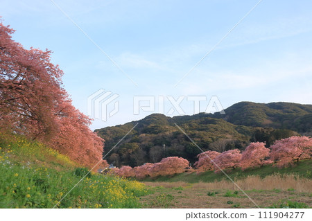 河津櫻花樹在岸邊盛開 河津櫻花樹在岸邊盛開 111904277
