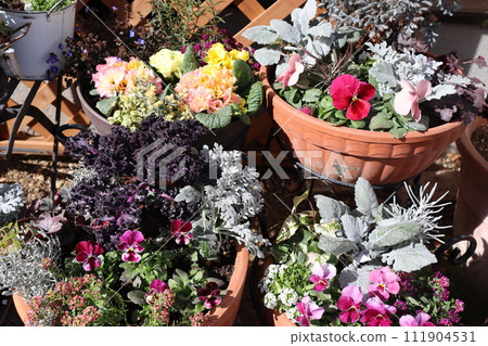 Group planting of flowers and pots 111904531