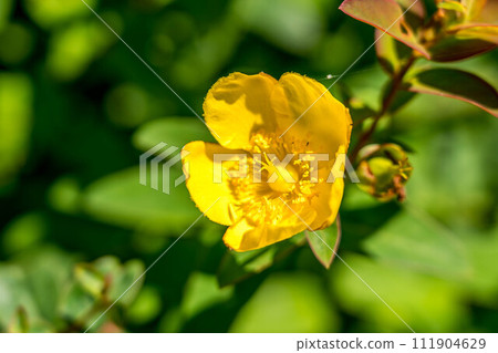 仲夏的陽光與金黃的梅花 仲夏的陽光與金黃的梅花 111904629