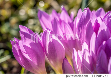 可愛的狗狗藏紅花花在秋天早晨的陽光下閃閃發光 111904745