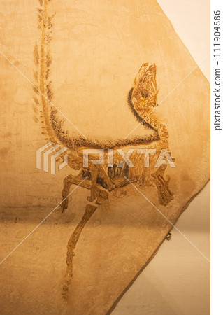 Fossils of dinosaurs Fossils of dinosaurs 111904886