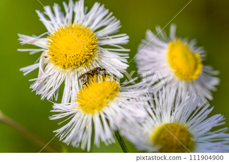小花小蜜蜂在春風中搖曳 小花小蜜蜂在春風中搖曳 111904900