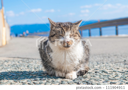 Stray cats on Cat Island (Aijima) in Shingu Town, Fukuoka Prefecture 111904911