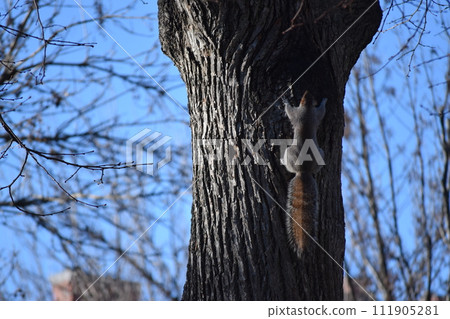 Squirre 111905281