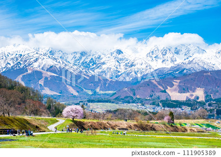 野平和北阿爾卑斯山脈的一棵孤獨的櫻花樹 野平和北阿爾卑斯山脈的一棵孤獨的櫻花樹 111905389