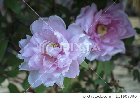 桃紅色樹牡丹花 桃紅色樹牡丹花 111905390