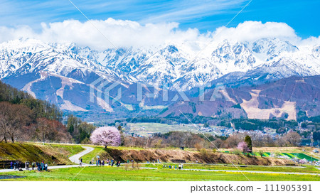 野平和北阿爾卑斯山脈的一棵孤獨的櫻花樹 野平和北阿爾卑斯山脈的一棵孤獨的櫻花樹 111905391