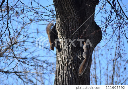 冬天松鼠爬樹 111905392