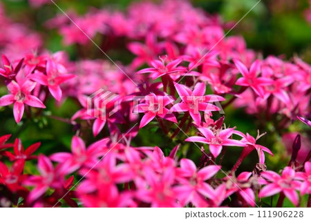 Pentas flowers Pentas flowers 111906228