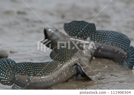 彈塗魚在繁殖季節 彈塗魚在繁殖季節 111906304