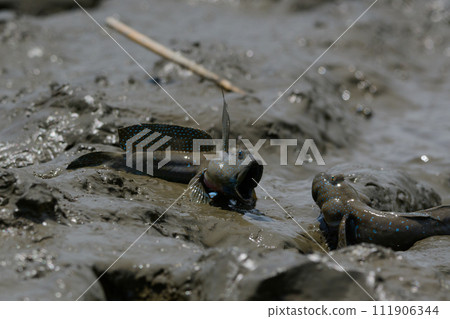 Mudskipper during the breeding season 111906344