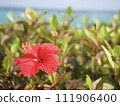 Tropical blue sky and red hibiscus 111906400