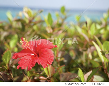 熱帶藍天和紅芙蓉 111906400