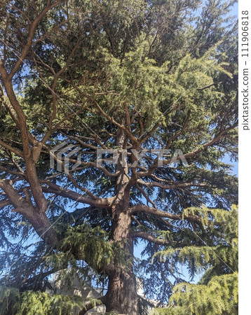 Big tree Big tree 111906818