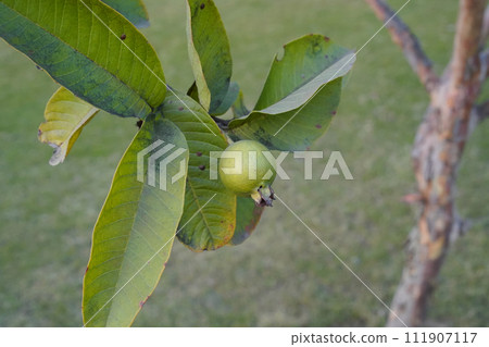 Guava fruit ripening on a tree with green long leaves in a garden. Close-up. Natural blurred background. 111907117