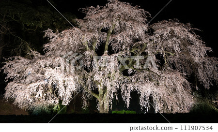 Cherry blossoms floating in the evening 111907534