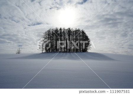 Mild Seven Tree in winter 111907581