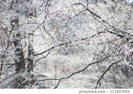 分支機構與雪 111907656