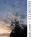 Dusk and large trees 111907895