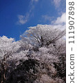 Climb Mt. Karakuri-dake in Kirishima, Kyushu, and look up at the trees 111907898
