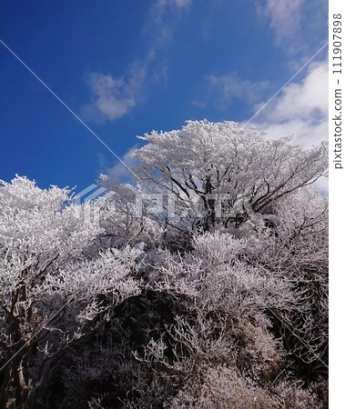 登上九州霧島的唐栗岳，仰望樹木 111907898