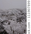 Climb Mt. Karakura in Kirishima, Kyushu, and look up at the trees and cloudy sky 111907899