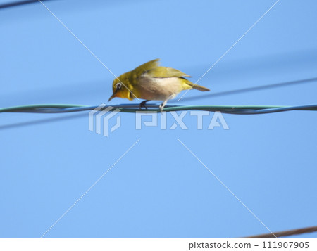 白眼鳥棲息在電線上 111907905