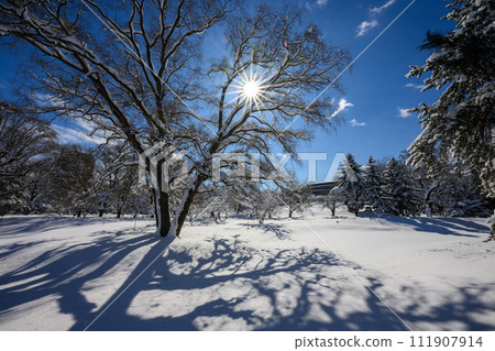 新雪中島公園_4600 111907914