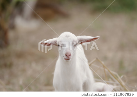 Kohama Island, Okinawa Prefecture, baby goat staring intently Kohama Island, Okinawa Prefecture, baby goat staring intently 111907929