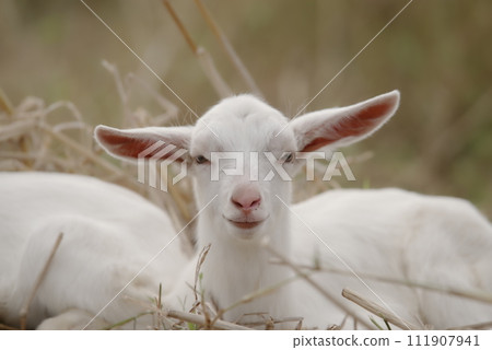 Kohama Island, Okinawa Prefecture, baby goat staring at us 111907941