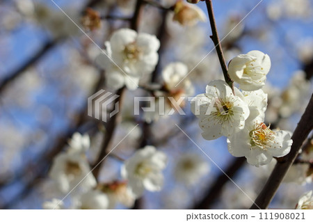 白花花 111908021