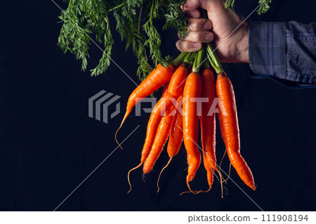bunch of fresh carrots bunch of fresh carrots 111908194