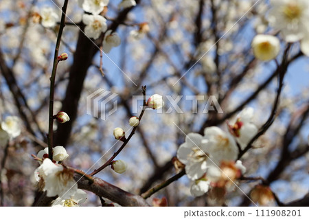 Plum blossoms and buds blooming in the sunlight Plum blossoms and buds blooming in the sunlight 111908201