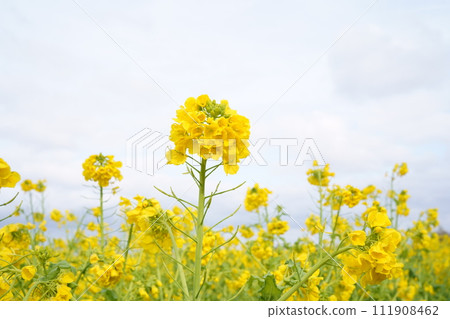 Rapeseed field Rapeseed field 111908462