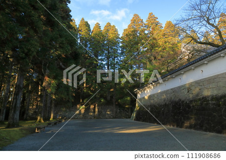A view of the Obi Castle ruins in Nichinan City, surrounded by Obi cedar trees that stretch to the sky 111908686