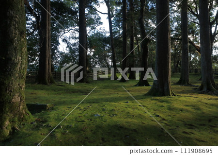Scenery of mossy palm forest at Obi Castle Ruins, Nichinan City 111908695