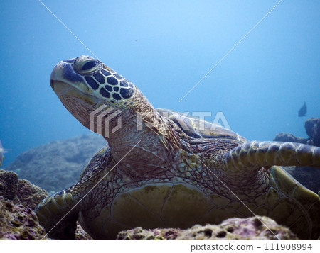 Green turtle 111908994