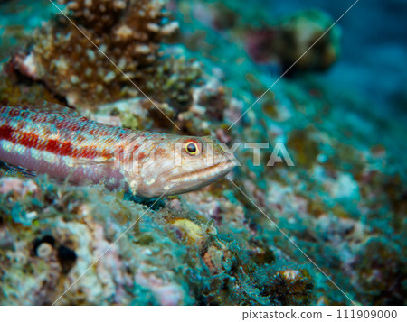 Lizardfish Lizardfish 111909000