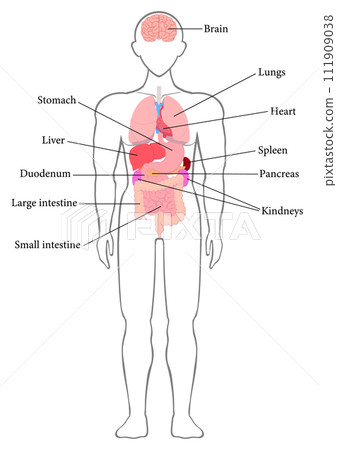 English names of major human organs English names of major human organs 111909038