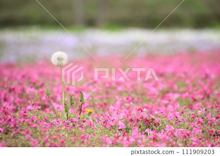 Shibazakura and dandelions spread all over [At Tomita Satoniwa Koen, Chiba City, Chiba Prefecture] 111909203