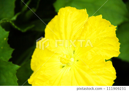 Yellow loofah flower 111909231
