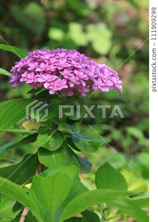 Hydrangea [At Sogo Cemetery, Toshoji Temple, Narita City, Chiba Prefecture] 111909299