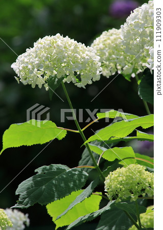 Hydrangea [At Sogo Cemetery, Toshoji Temple, Narita City, Chiba Prefecture] 111909303