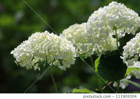 繡球花【千葉縣成田市東照寺崇光靈園】 111909304