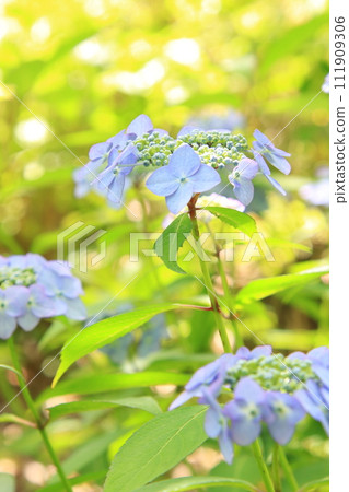 Hydrangea [At Sogo Cemetery, Toshoji Temple, Narita City, Chiba Prefecture] 111909306