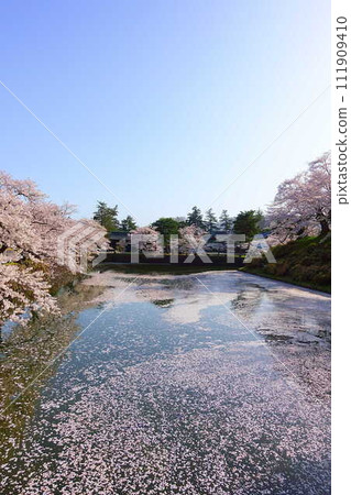 Cherry blossoms in full bloom, Hanaikada, Matsugasaki Park, Sakura, Yoshino cherry blossoms Cherry blossoms in full bloom, Hanaikada, Matsugasaki Park, Sakura, Yoshino cherry blossoms 111909410