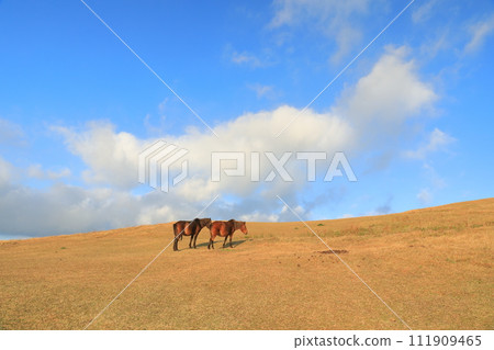 Beautiful scenery of Cape Toi Komatsugaoka where Misaki horses stand in the grassland under the blue sky 111909465