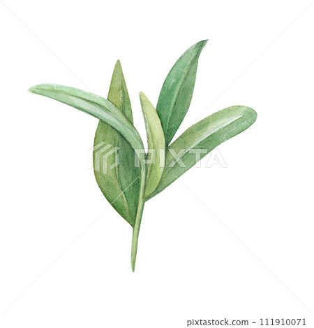 Grass twig leaves watercolor drawing. Herb field spring plant green illustration. Olive cranberry branch isolated white background. Pastry decoration tree bush stick. Aquarelle picture foliage crop Grass twig leaves watercolor drawing. Herb field spring plant green illustration. Olive cranberry branch isolated white background. Pastry decoration tree bush stick. Aquarelle picture foliage crop 111910071